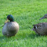 A Couple of Quacks