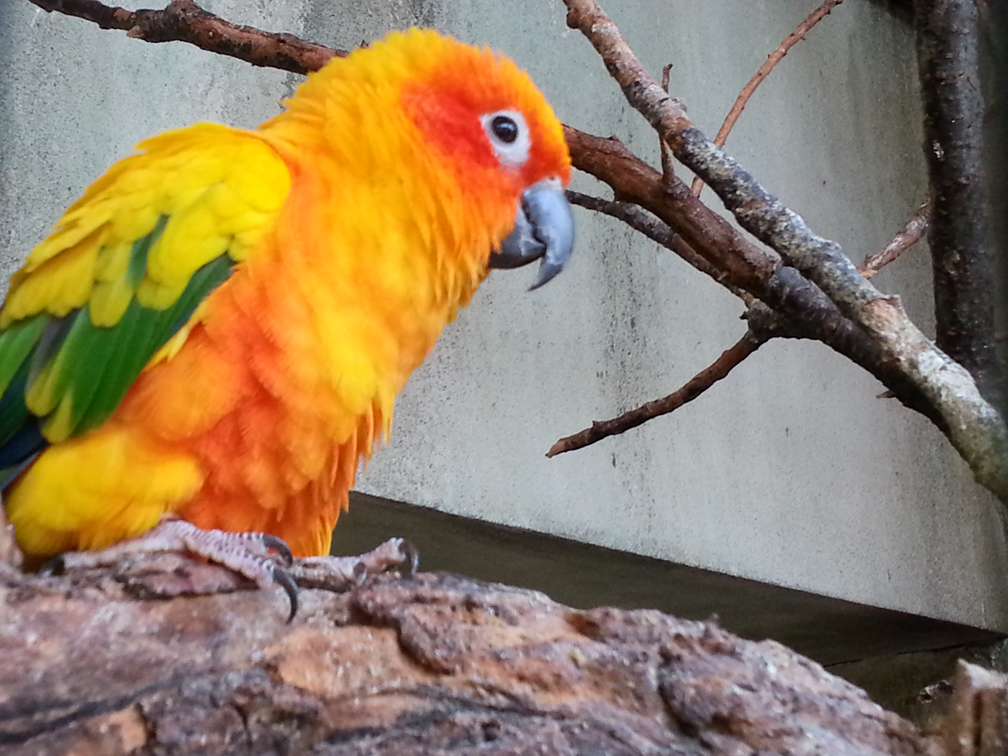 Sun Parakeet