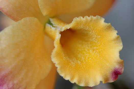 Yellow Orchid