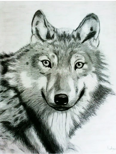 Grey Wolf