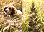 Fields of Gold by petebritney