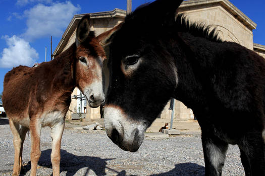 wild donkeys