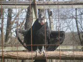 Andean Condor