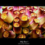 Holz Roses 1