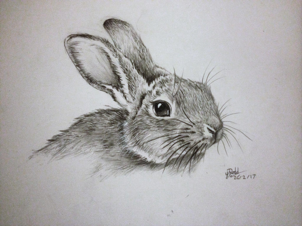 Rabbit pencil drawing by AnArtEnthusiast on DeviantArt
