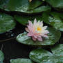 Lotus Bloom