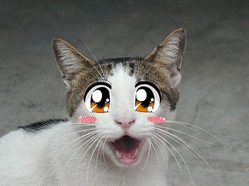 Anime Cat