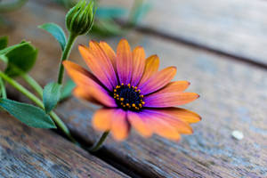 Summertime Daisies