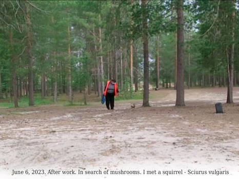 June 6, 2023. After work. In search of mushrooms.