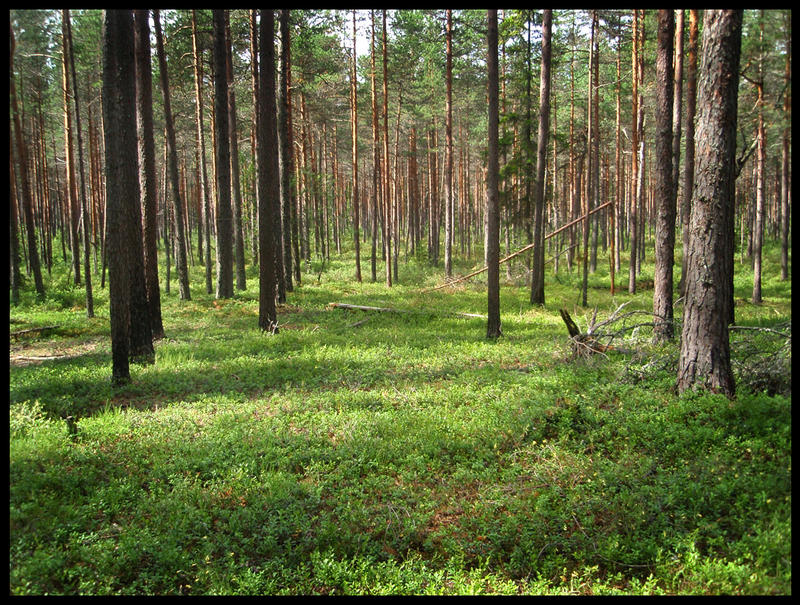 Beautiful forest