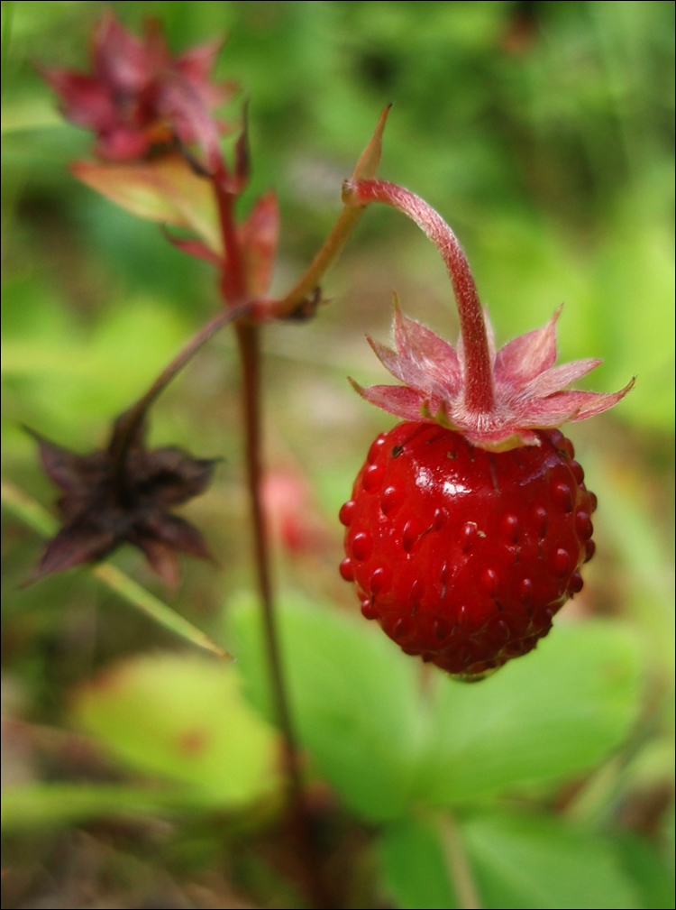 Wild strawberry