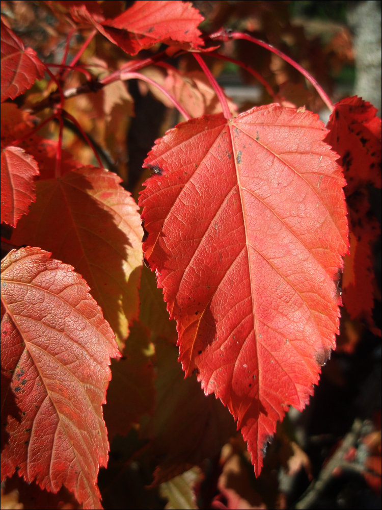 Some red leaves