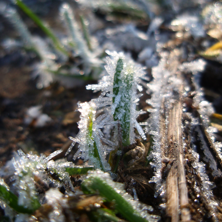 Frozen grass