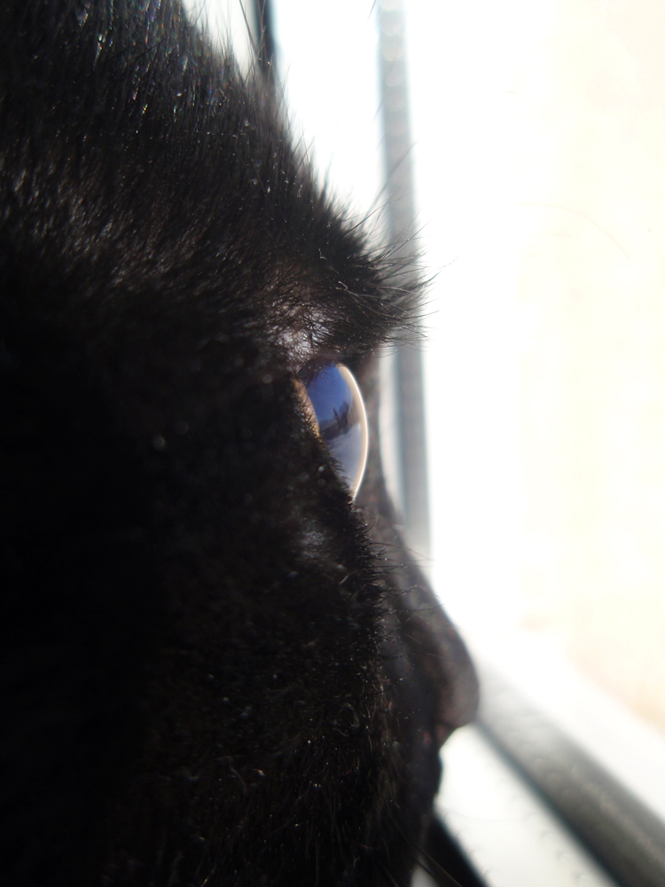 Cat's eye II