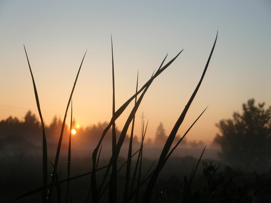 Grass on sunset