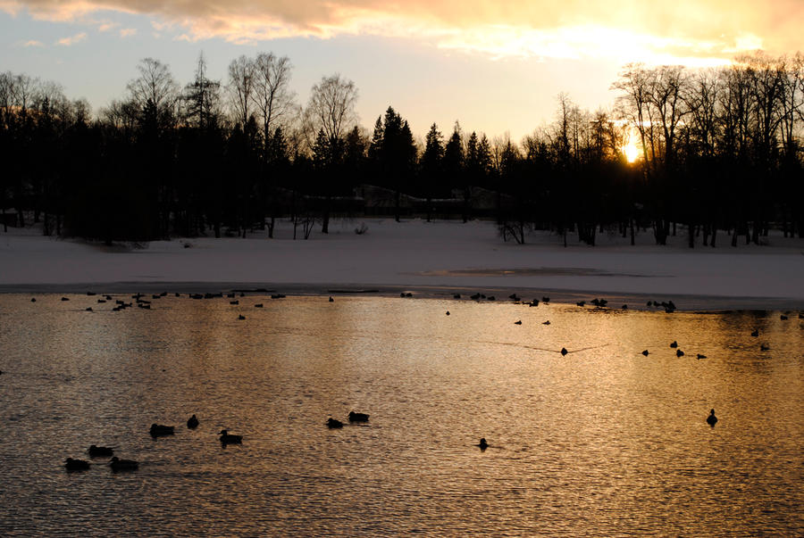 Golden pond