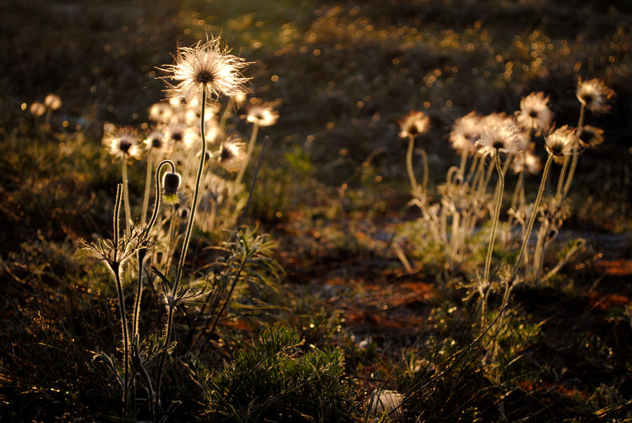 Small Pasque Flowers