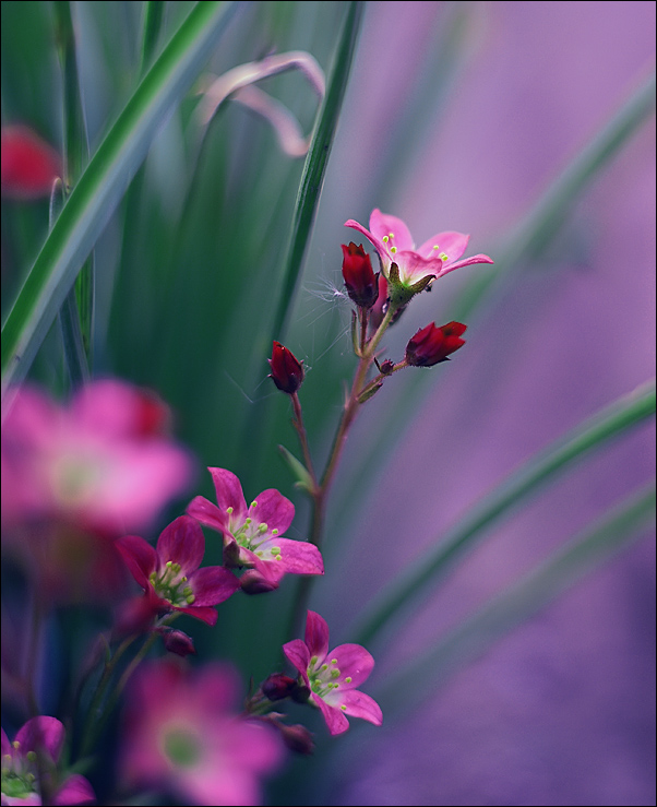 .:Paper flowers:.