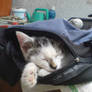 My cat 2 :D