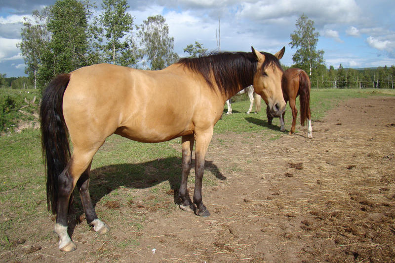 buckskin horse 2 by ArkoIsCute on DeviantArt