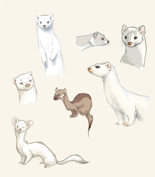 Stoat sketches 2 by Moonticore on DeviantArt