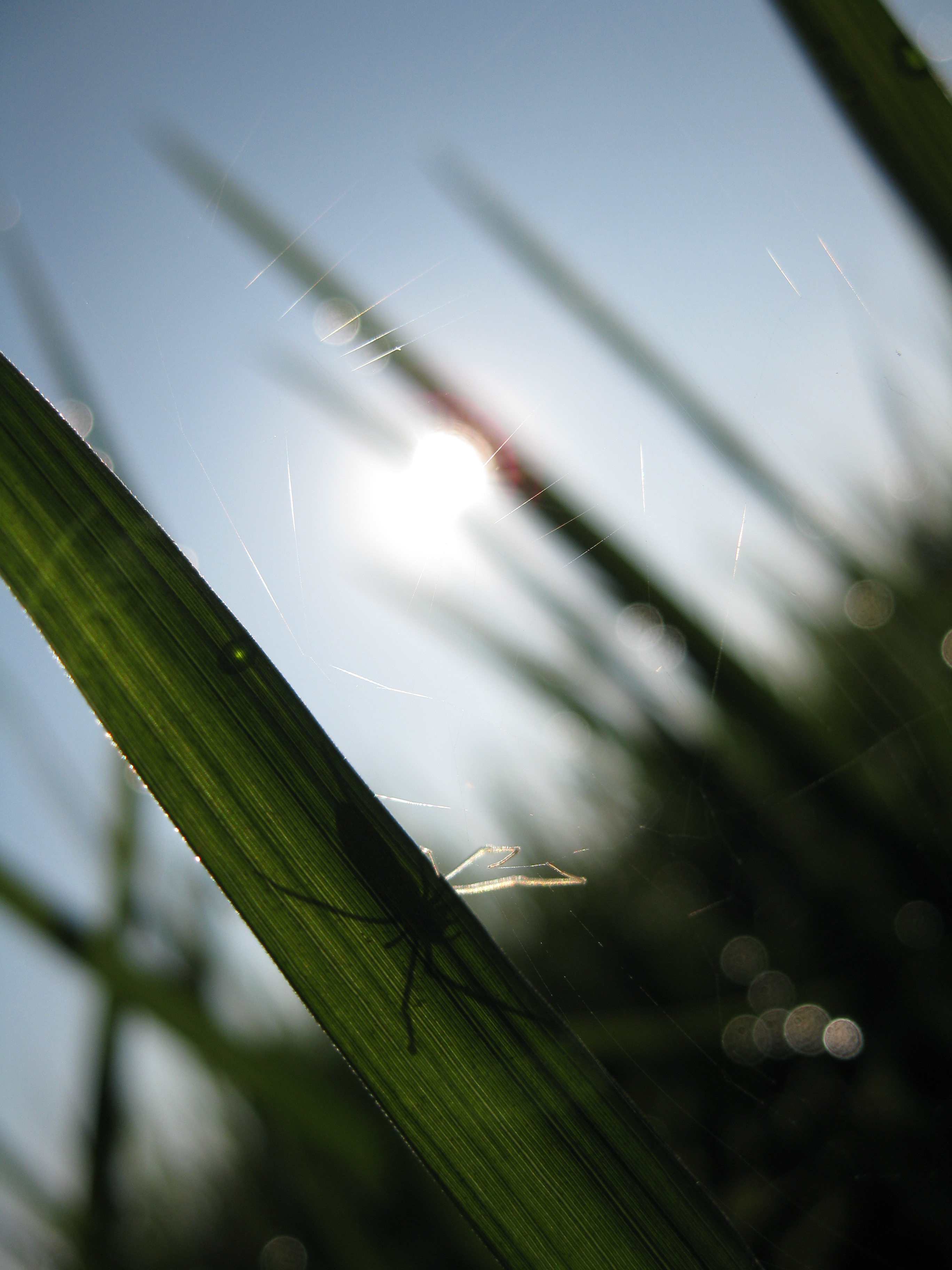 laba-laba di sawah