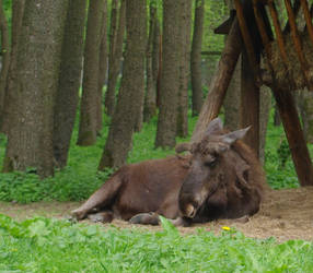 Elk