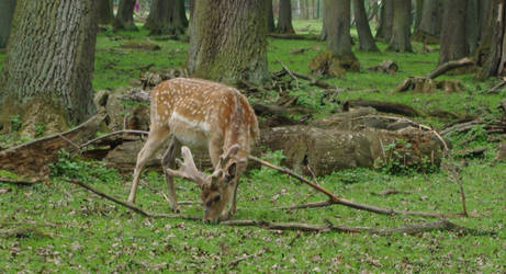 fallow deer