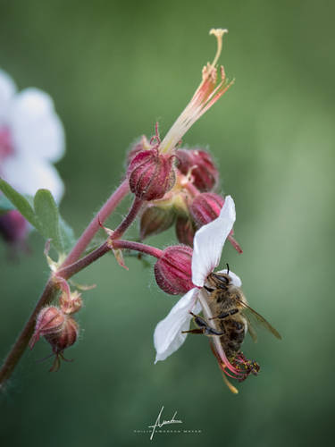 Standard Issue Bee