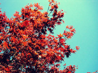 red leaves