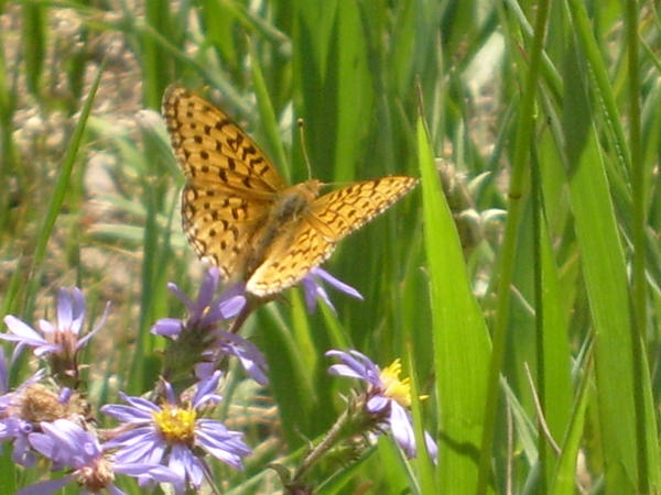 Wings in the Grass