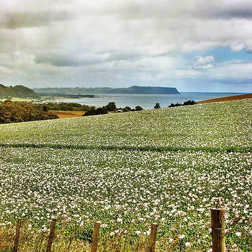 A sea of poppies