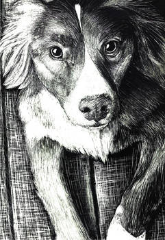 Scratch Art: Dog