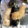 Kitten Pile