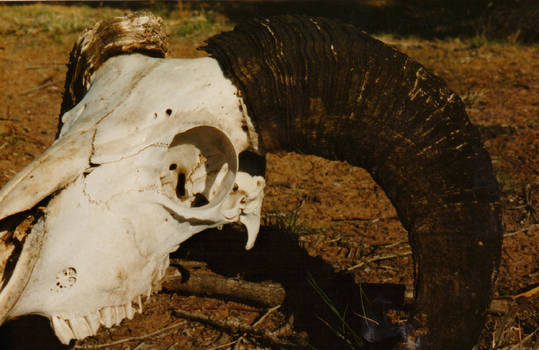 Rams Skull