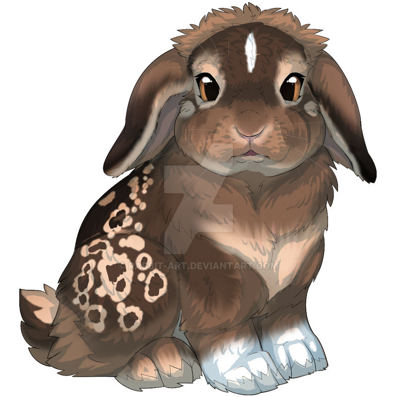 Holland Lop by rabbitart on DeviantArt