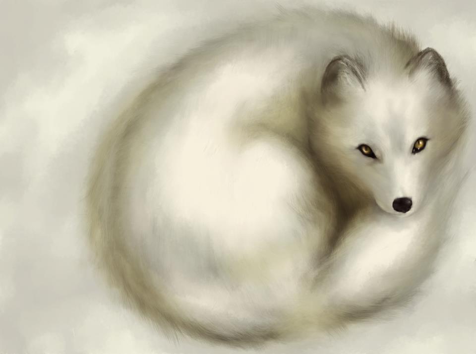 Arctic Fox