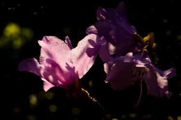 Sun and Flower