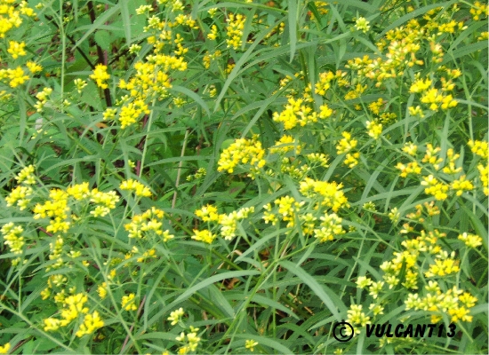 Wild Flowers