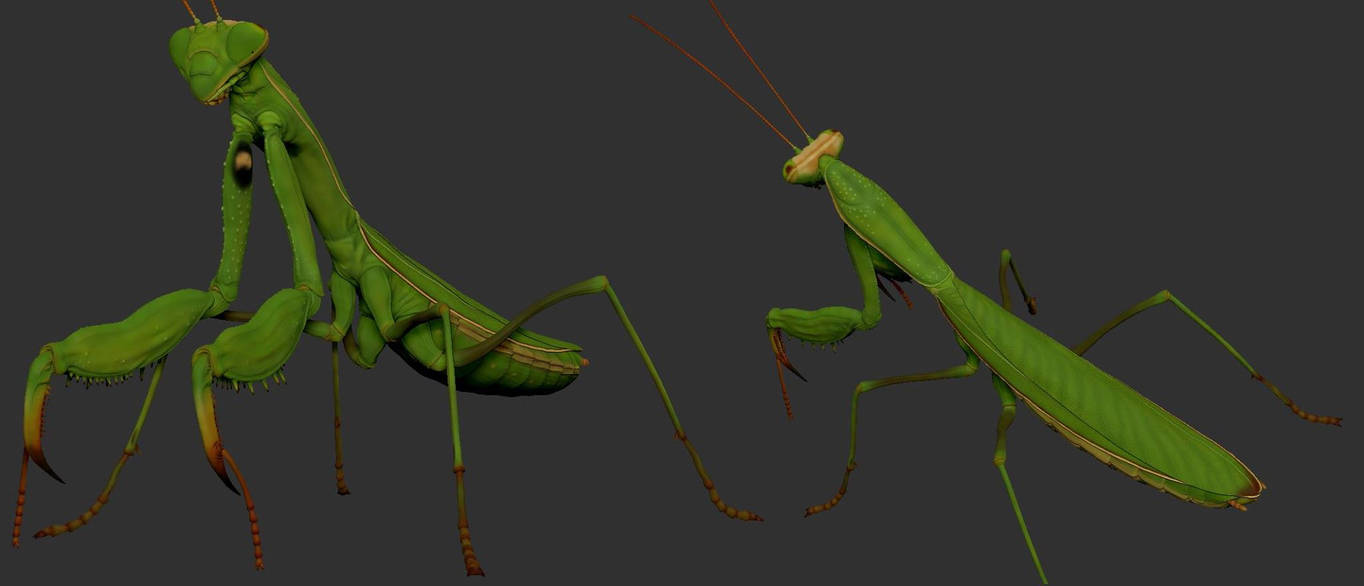 Praying Mantis HP Final by SimpleSlave on DeviantArt