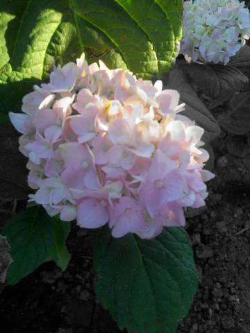 Pink Hydrangea