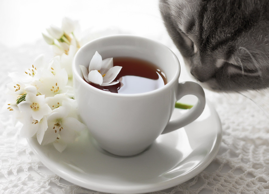 Tea for kitty