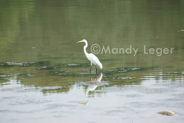 Egret