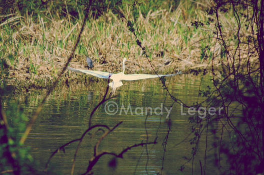 Egret