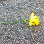 Yellow Flower I