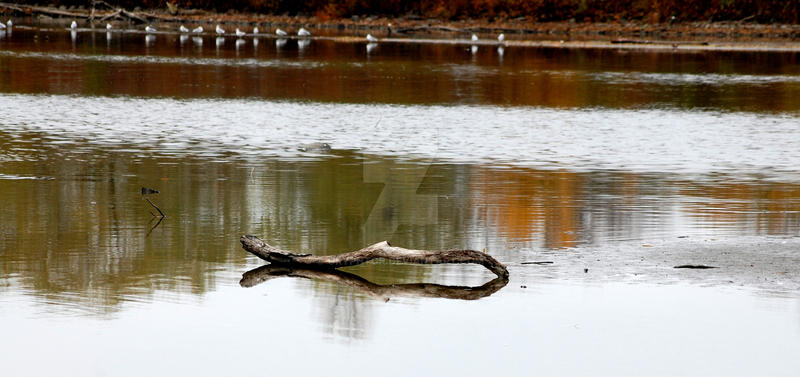Stick in the Water by Gryphtor on DeviantArt Stick in the Water by Gryphtor on DeviantArt