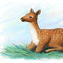 Resting Fawn
