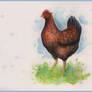 Mixed Media Chicken