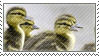 Duckling Stamp I