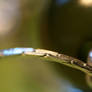 Macro